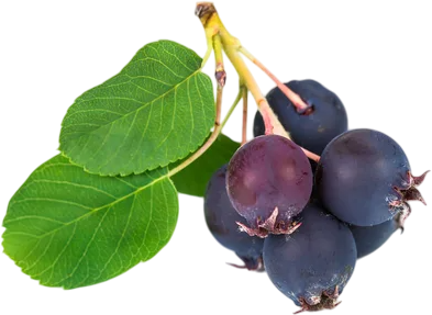 <span color-type="color" style="color: #380d2f;">Подходит ли ирга для климата Кыргызстана?</span><br>